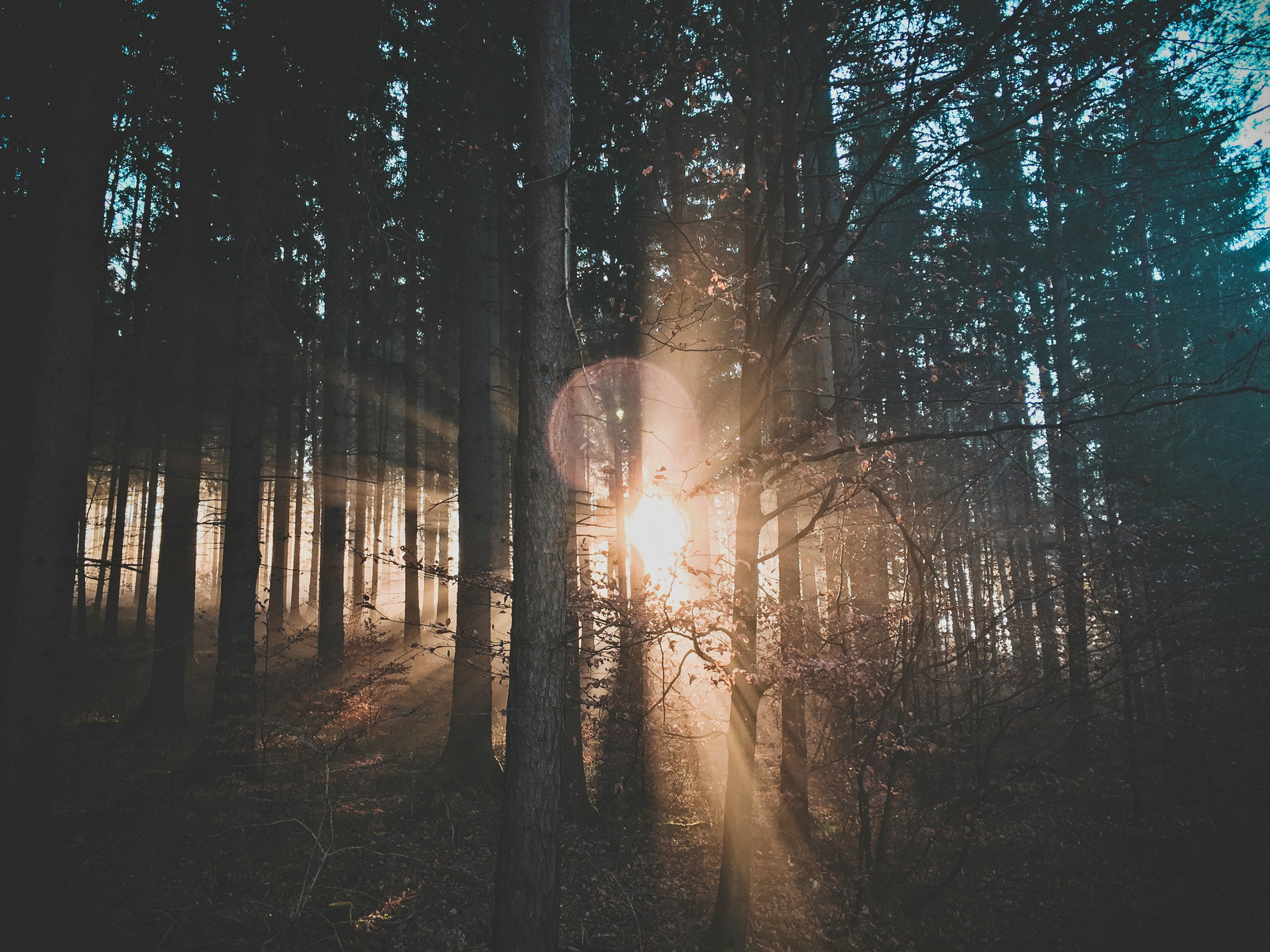 northwood_forest_sunrise