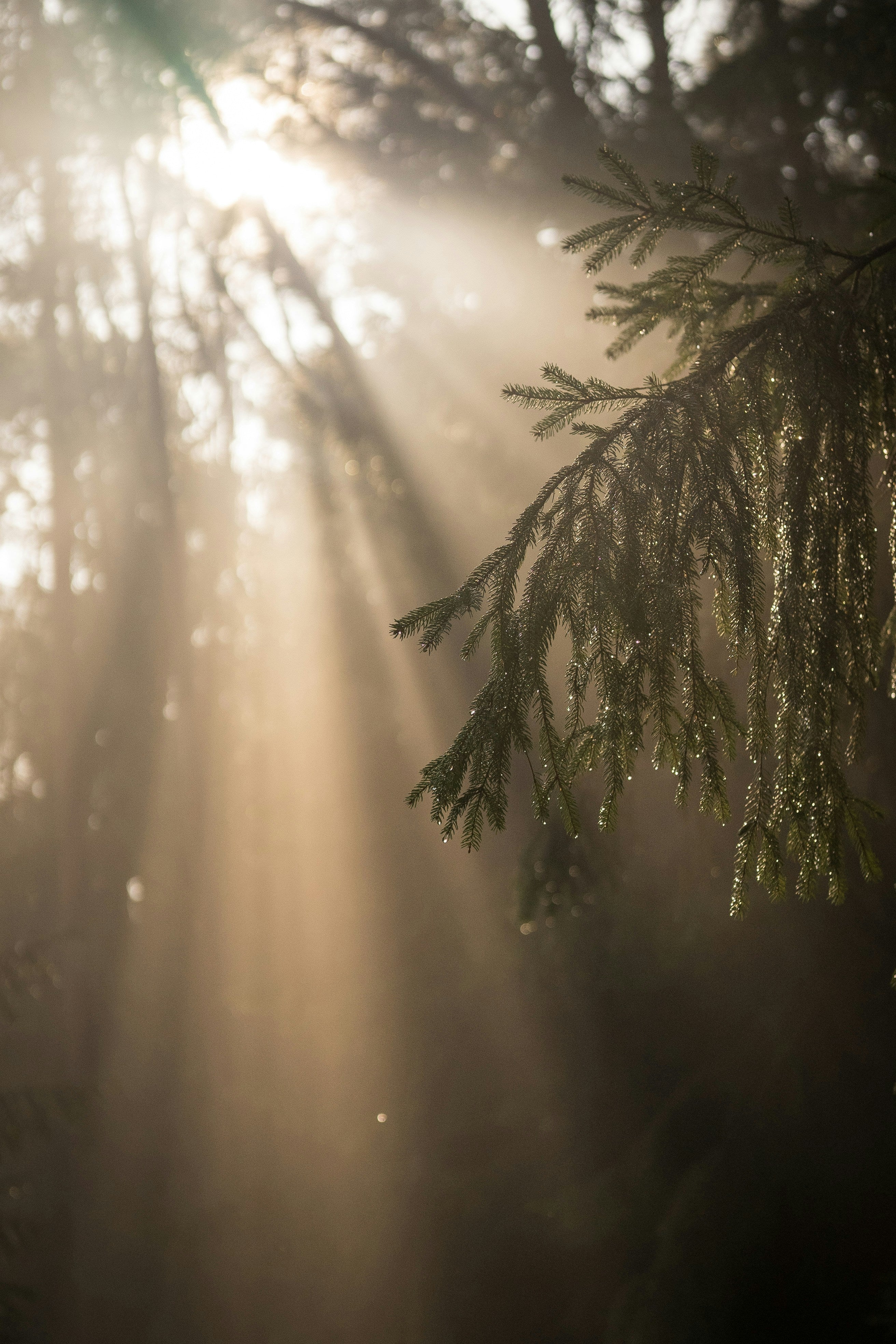 northwood_forest_sunset