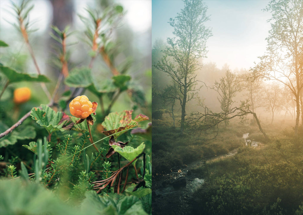 Food in the Wild – Foraging cookbook (English)