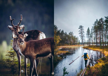 Buch "Food in the Woods" - Englisch - Northwood.ch