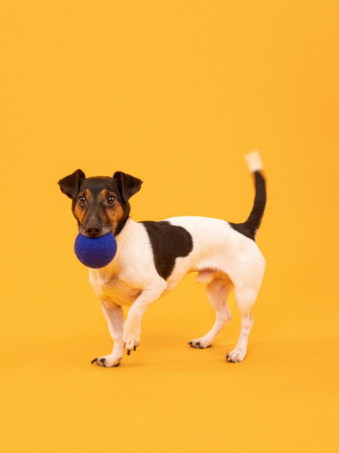 Hundespielzeug ball set gruen blau