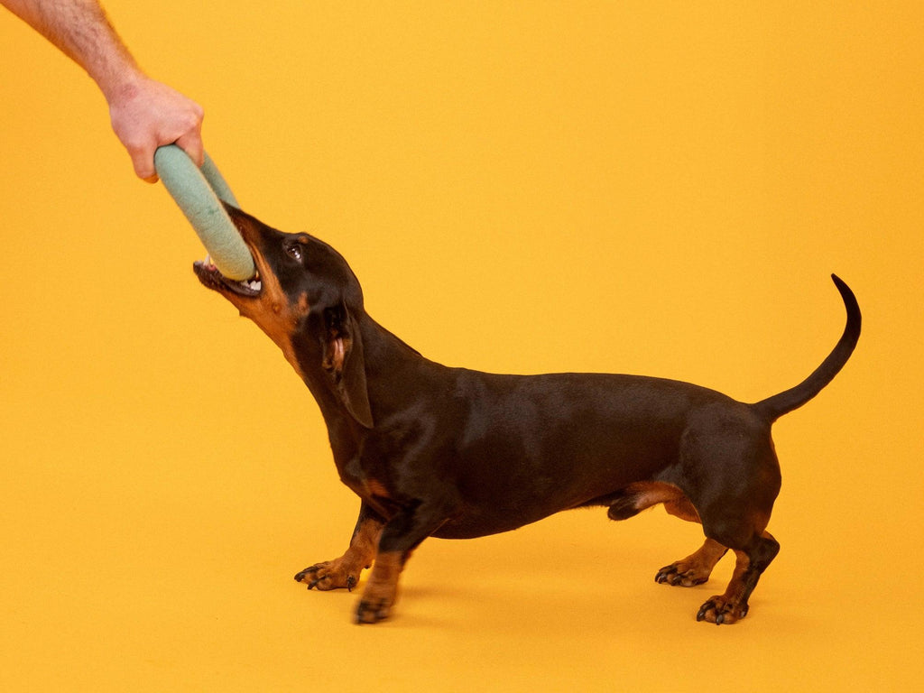 Hundespielzeug ring filz